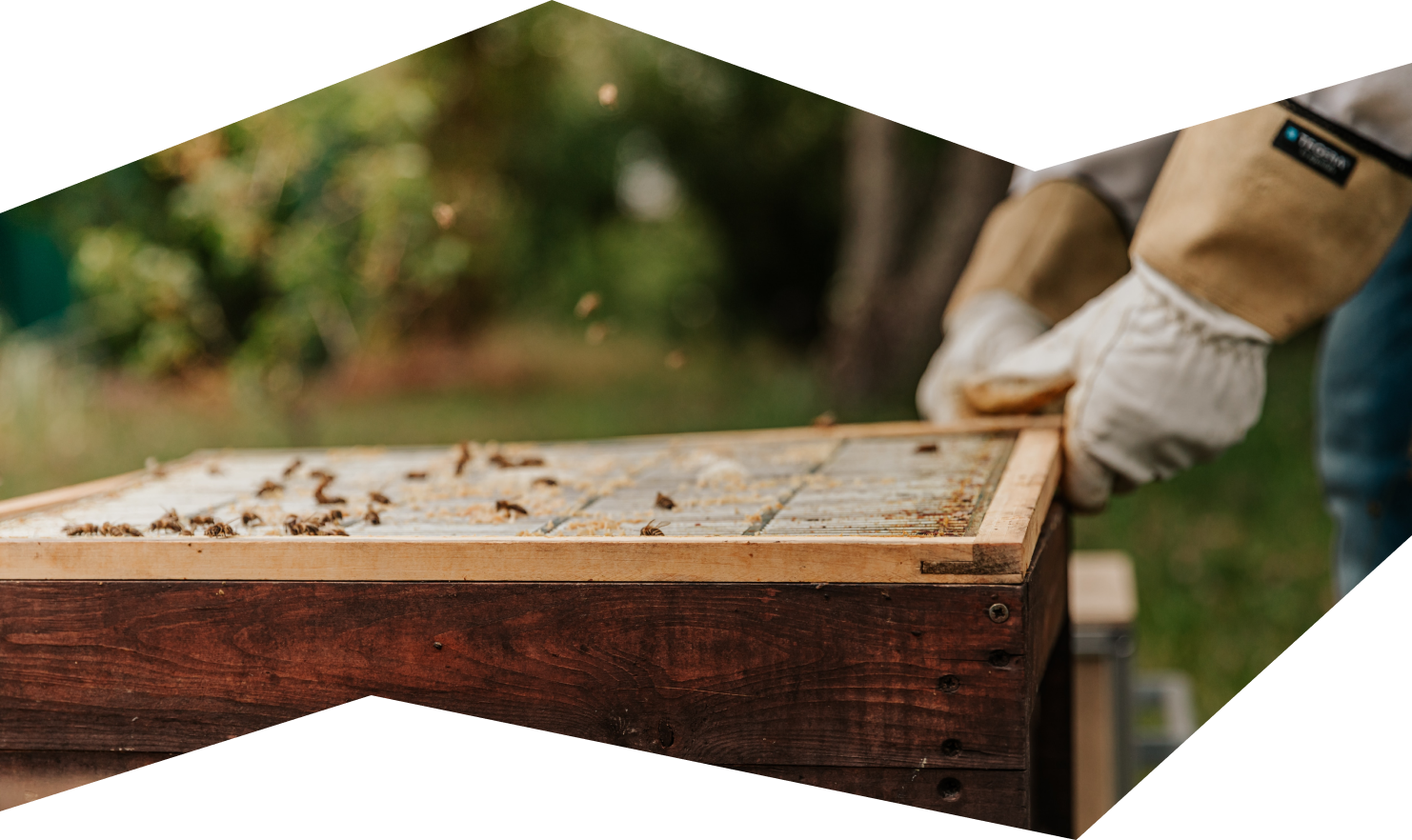Interactive Apiary Simulator showcase