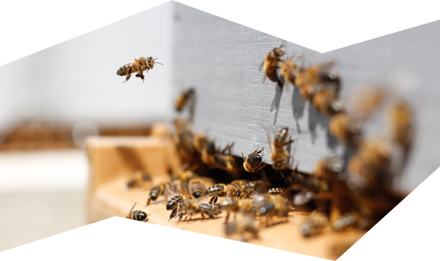 Interactive Bee Simulator showcase